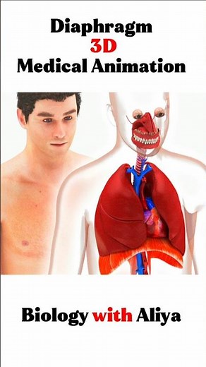 Diaphragm - 3D Medical Animation | #medical #animation #3d #short | Biology with Aliya