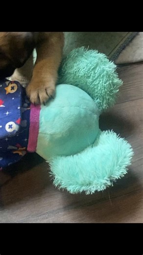 Cutie Pie baby Pugs! #CupidsColoredPugs #CupidsPugs #pugsoftiktok #BabyPugs #Pug #Puppy #puppydog #pugtok