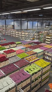 46 million flowers per day 😱💐 The largest flower marketplace in the world, covering 250 football fields!! Flower auction in Aalsmeer @royalfloraholland #flowerauction #aalsmeer #aalsmeerflowerauction #florahollandaalsmeer #floraholland #florahollandauction #flowertrade | DUTCH-BULBS.COM