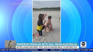 20K views · 236 reactions | EMPEROR PENGUIN SETS SAIL FROM AUSTRALIA: ABC’s Danny New TV reports on the penguin headed back home to Antarctica after a surprise visit to Australia, more than 2,000 miles away. | World News Now | Facebook