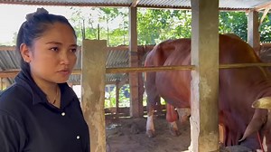 49K views · 1K reactions | sapi monster 1 ton tersembunyi deal geden langsung beli tanah 1 Hektar ‼ | Pesona wisata kita | Facebook