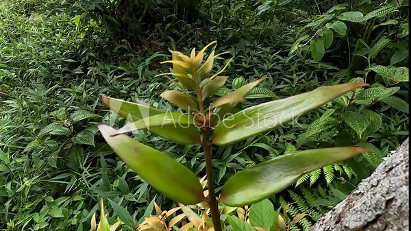 Agathis robusta (Dundathu pine, kauri pine, Queensland kauri, Australian kauri). This tree produces a high quality timber which was used for a variety of purposes such as cabinetmaking, joinery