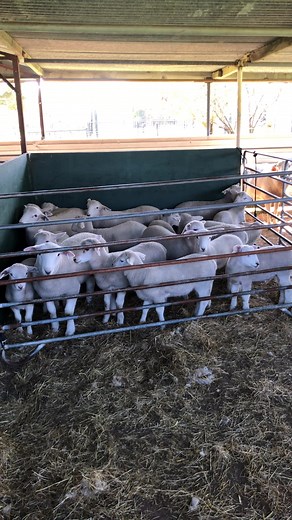 Nice little clip from the last of the marking last month #Wiltipoll #lambs #sheep #australianlamb #sheepfarming | Wiltipoll, Fleegles Wiltipoll Sheep Stud