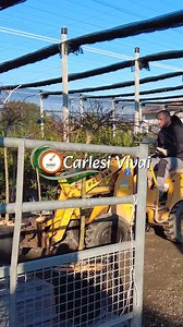 Nurserymen for three generations. family has been producing ornamental plants since 1959. We are specialists in ornamental plants,trees,bio spalier,conifers,shrubs. Photinia,betula,camelia,malus,nandina,nerium,picea,prunus,tracheospermum,yucca,ecc visit Ourour website - https://www.carlesivivai.it/ Contacts Phone 39 0573 545236 Email info@carlesivivai.it Via di Sant’Angiolo 83, 51100 Pistoia (Italy) #abies #acer #albizia #amalanchier #azalea #bambusa #Plants #buxus #carpinus | Carlesi Vivai