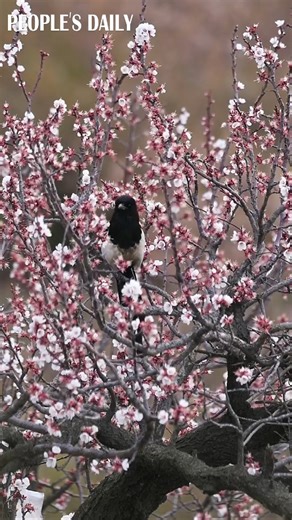 A magpie enjoys its time atop a flowering almond tree in Qingdao, east China's Shandong Province, forming a view reminiscent of a beautiful Chinese traditional painting. #ChinaAlbum #birdwatching | People's Daily, China