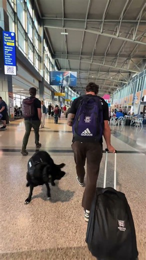 How I navigate the airport with my service dog (from a different perspective)