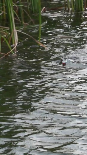 85K views · 296 reactions | Skip it. Reel it. Catch 'em. The SPRO U.S.A #FlappinFrog is a great bait for reeling through heavy cover and out in open water! #SPRO #SPROUSA #Frog #FrogFishing #Fishing #BassFishing #Baits #Lures | Fisherman's Handbook | Facebook