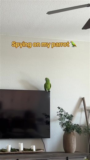 Talking Parrot's Hilarious Opera Performance