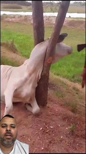 Vida na Roça on Instagram