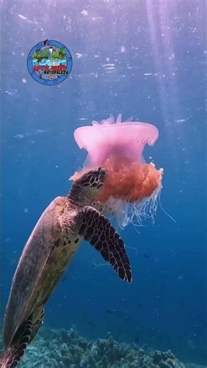 Why do turtles have their own day? 👀🐢🌍