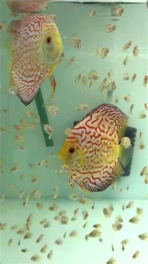 discus breeding pair ❤️ #aquarium #pets #fish #aquarium
