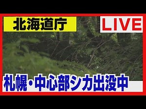 【アーカイブLIVE】道庁・赤レンガ周辺にシカ出没中！岡田和樹アナ完全中継！