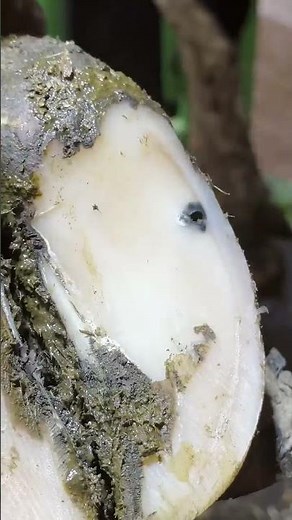 TWISTING a PIECE of METAL out of a cow's hoof! #hooftrimming #hooftrimmer #asmr #farming #hoofcare