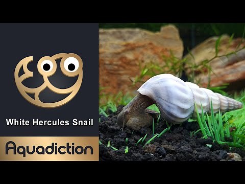 White Hercules Snail (Brotia Herculea) - Rare HUGE freshwater Aquarium Snail
