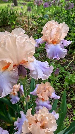 Going, going, almost gone! It's not too late to add Bearded iris to your garden! ⁠ ⁠ We're having a huge fall-planted bulb clearance and you can save up to 70% on tulips, daffodils, Bearded iris, and more!⁠ Hurry on over to our website and order today to guarantee the best selection. 🏃‍♀️⁠ ⁠ #edenbrothers #beardediris #plantingbulbs #gardeningtips #plantsale | Eden Brothers