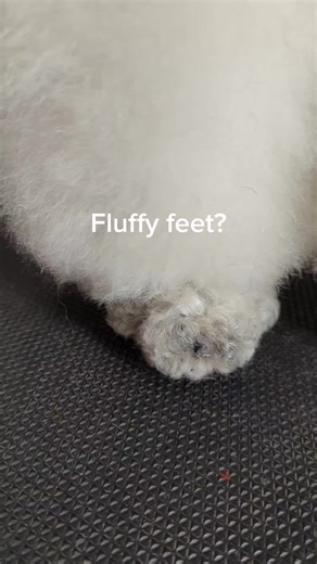 Kvali Standard Poodles (@kvalistandardpoodles)’s videos with Chai and Sunshine - Anjulie & yanchan produced