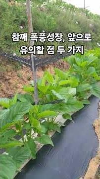 참깨 폭풍성장 시작, 앞으로 유의할 점 두 가지