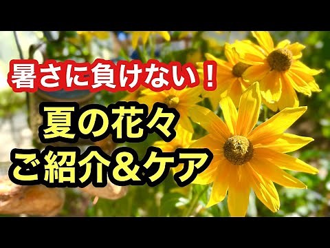 【ガーデニングを楽しもう！】夏にこそ輝く！暑さに負けない美しい花々のご紹介とお手入れ動画です。#gardening #ガーデニング #flowers #garden