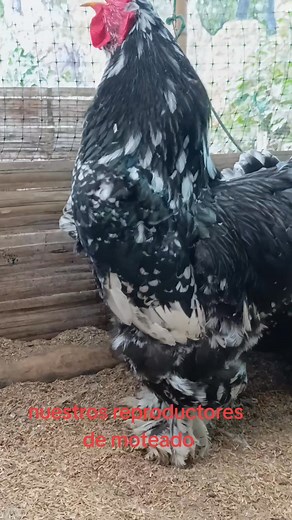 Esto es un sueño hecho realidad | Granja cordillera quindio