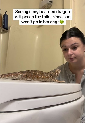 Bearded Dragon Toilet Training Tips and Insights