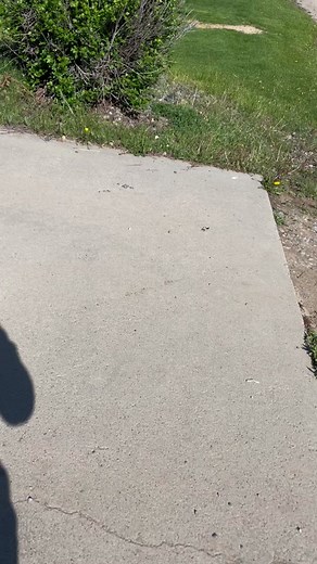 I was unloading feed and all 3 dogs thought we were going somewhere 🤷🏼‍♀️ #carlos #carlostherooster #rooster #chicken #dog #confusion #notsure #ride #letsgo #truck #special #fyp #foryou #notadog #carlosforpresident #weird #weirdpets #icant #droppedhisegg #itrolled