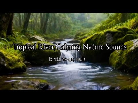 Tropical Forest River Sounds | Owls, Birds & Frogs for Deep Sleep, Relaxation & Focus