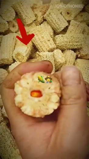 This Is How Corn Is Planted Using Corn Cobs