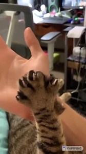 Cutest Paw Fist | The World Of Awesome Pictures