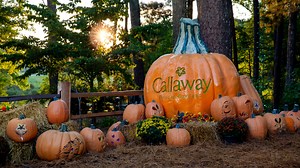 53K views · 512 reactions | The gardens are aglow this fall during...