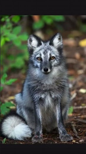 Today’s animal is a silver fox, tap here for a fun fact! #subscribe #fyp #cute #wildlife #animal