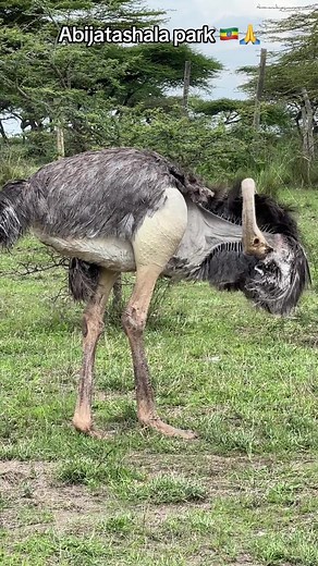 Exploring Ethiopia: Abijata Shalla National Park and More