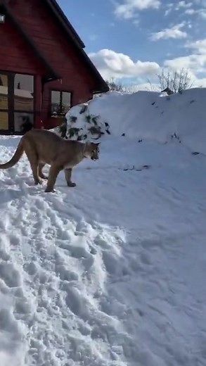 Puma London on a walk | Puma London