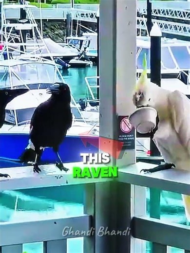 Raven Gets the Boot from Cockatoo #wildlife #animalfight #shorts