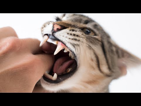 Are Cat Bites Dangerous and What Can You Do to Treat Them
