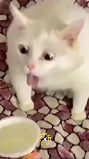 10K views · 170 reactions | Episode 11 濫 - Funny Cats Vomiting From...