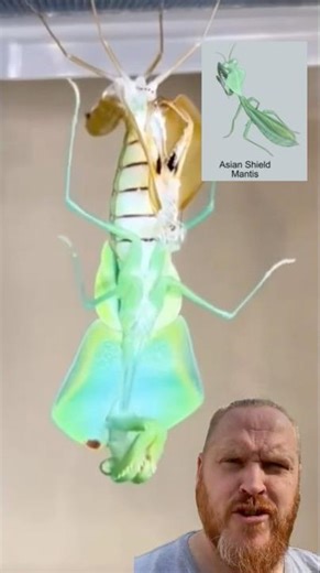 ASIAN SHIELD MANTIS! #wkzzrproductions, #mantis, #shedding, #wild, #nature