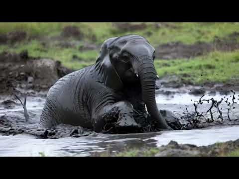 African Elephants 4K – Majestic Moments in Their Natural Habitat | Relaxing Movie
