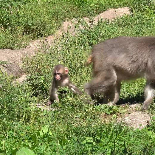 27K views · 1K reactions | Just another Macaque Monday | Milwaukee County Zoo | Facebook