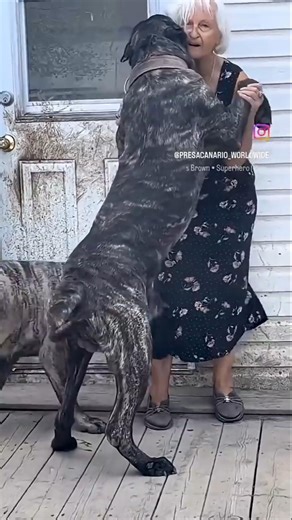 Dangerous dogs that can kill you!!😲🤯 #shortvideo #dogshorts #dog breeds