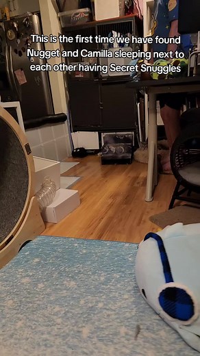 Secret Snuggles of Nugget and Camilla - Heartwarming Ferret Bonding
