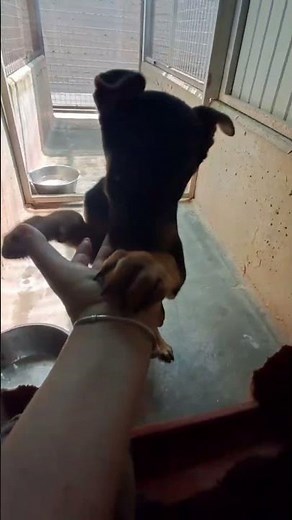 💙Cuccioli mix dobermann cercano urgentemente famiglia 💙