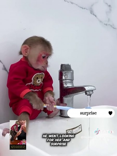 Kyo the Baby Monkey's Morning Routine