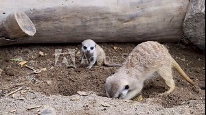 Meerkats or suricates are mammals of the Garangan type (Herpestidae). Meerkats live in the Kalahari Desert in Botswana and South Africa