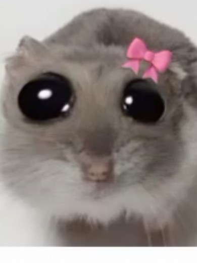 High Roller Strategy Guide for Successful Gameplay