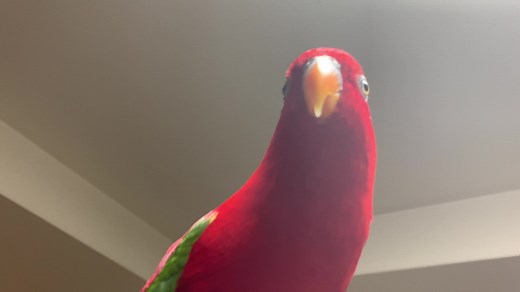 Red birb that growls #chatteringlory #redbirb #lory