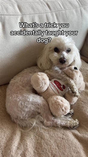 Daily Naps: The Essential Trick for Dogs