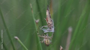 Wasp spider (Argiope bruennichi) wraps its prey in its web