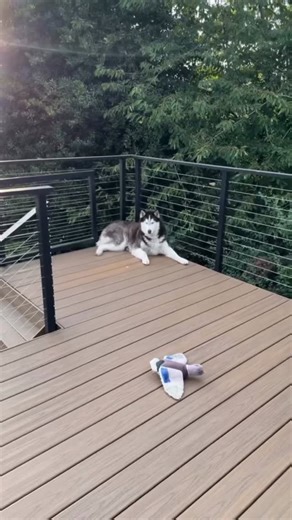 71K views · 11K reactions | One day, Netflix will make a true crime doc about this. 罹 . . . . . . . . . . #thehuskyarcher #husky #huskiesofinstagram #agoutihusky #siberianderpskies #pnwdogs #dogsofseattle #snowdog #huskylove #huskyphotography #siberianhusky #wolfprincessleia #pnwonderdogs #dogstagram #dogsofinstagram #seattledogs #agouti | Siberian Derpskies | Facebook