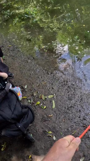 Mullet I shot down the river this morning #bowfishing #nzarchery #weekend #waikato #northisland #muzzybowfishing #nzlife #archery #amsbowfishing #fishing #bowfishingzone #bowfish #bowfishinglife #shootingfish #mullet #nz #newzealand #adventure | TopShot Bowfishing and outdoors