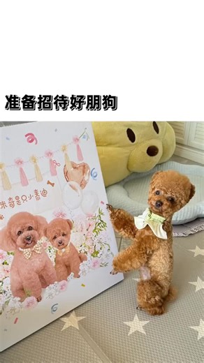 Adorable Cute Dog Videos You Can't Miss